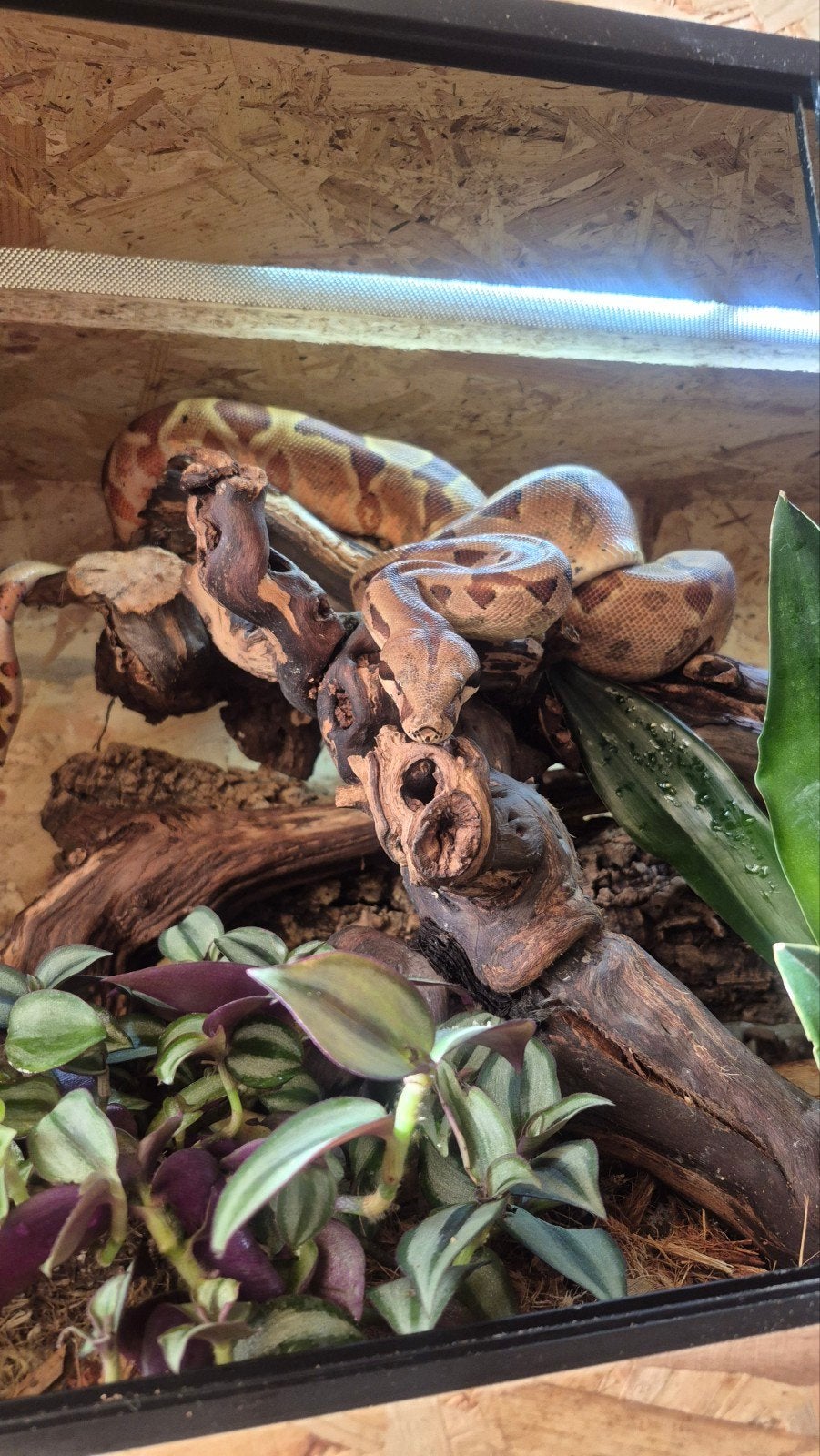 slang boa Boa Constrictor - male for sale from Kacper chojnowski