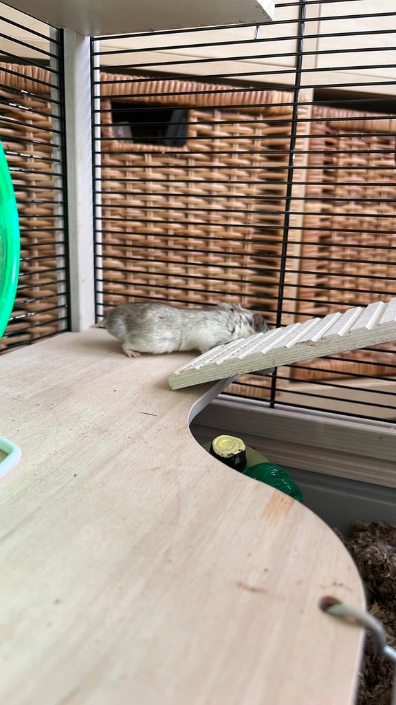 Hamster, Dieren en Toebehoren, Hamster, Mannelijk, November, Tam