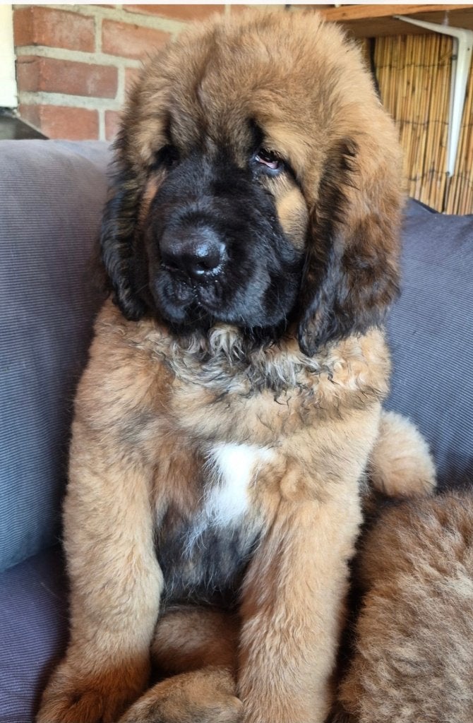 leonberger/chinese tibaanse mastiff 1150euro, Dieren en Toebehoren, 8 tot 15 weken, Teef, Eén hond, Nederland