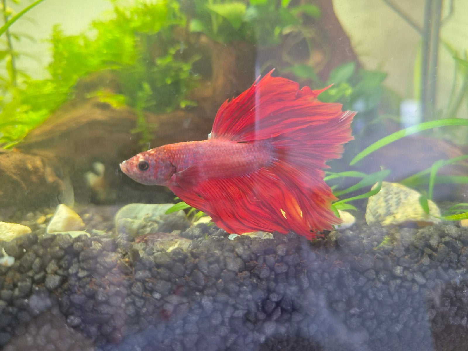 Siamese kempvis (Betta halfmoon) rood, Vis, Zoetwatervis