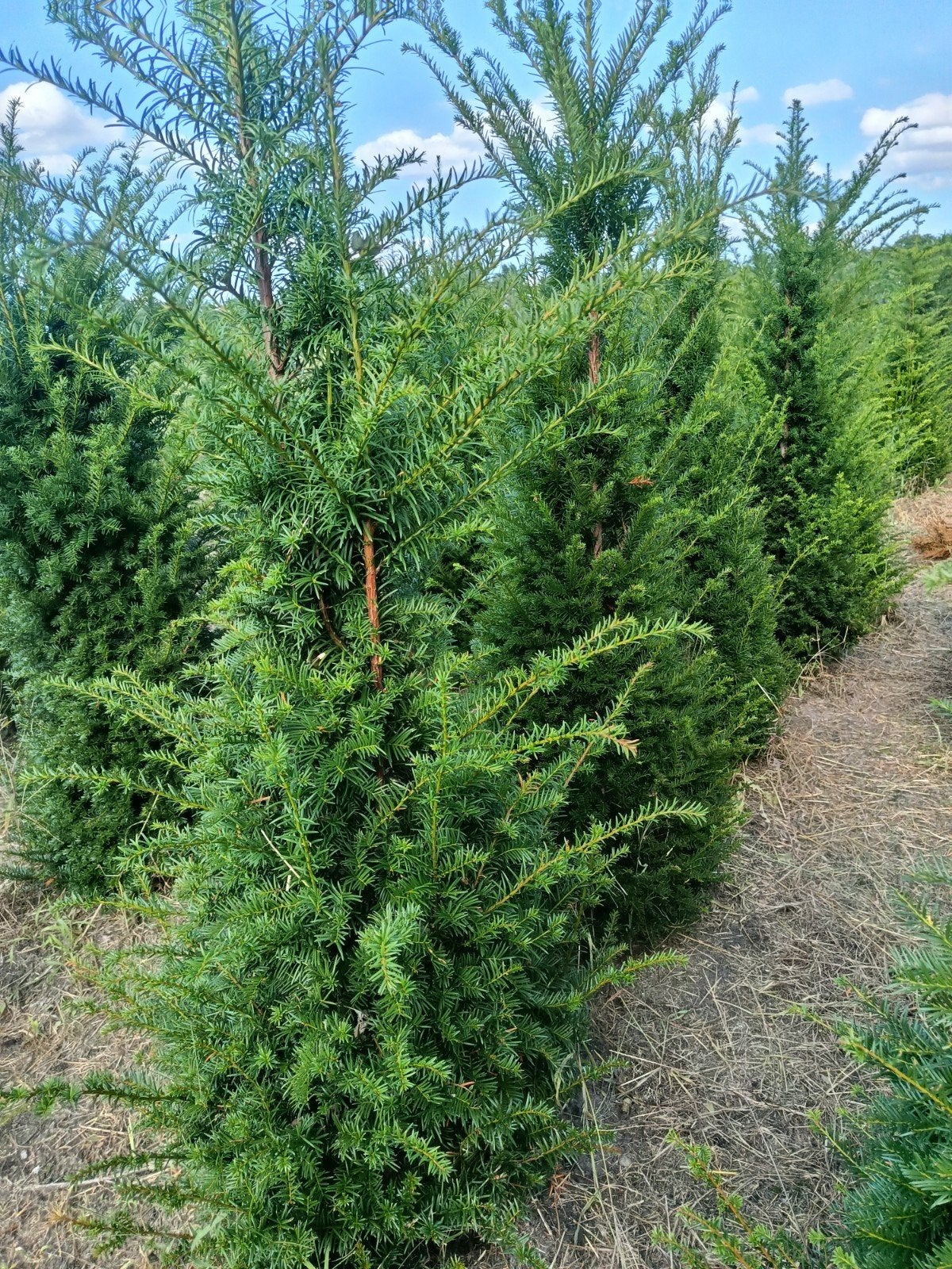 Taxus Baccata., Bloeit niet, Halfschaduw, 100 tot 250 cm, Overige soorten