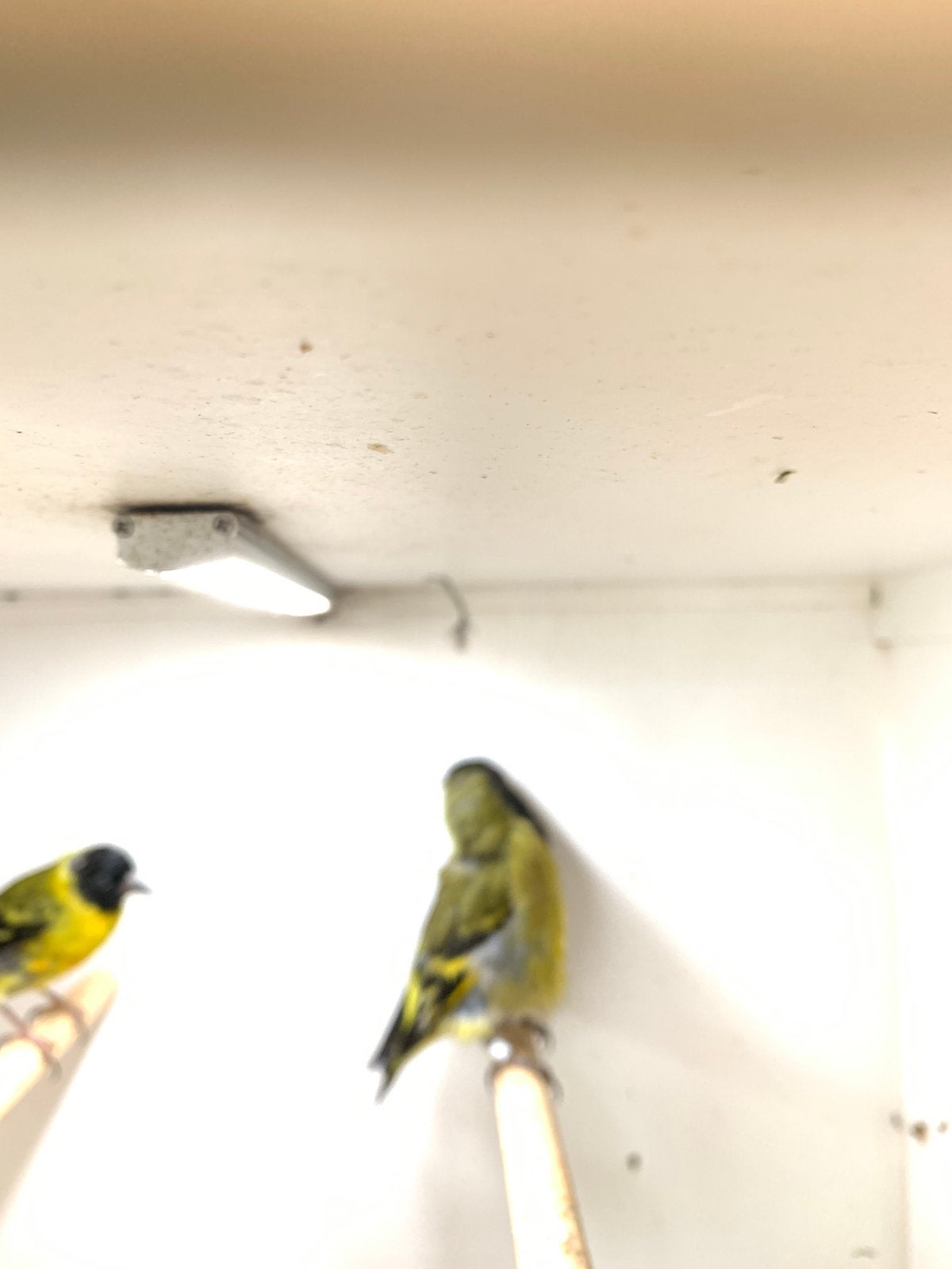 zwartkop sijsjes een koppel van 25, Dieren en Toebehoren, Vogels | Overige Vogels, Meerdere dieren