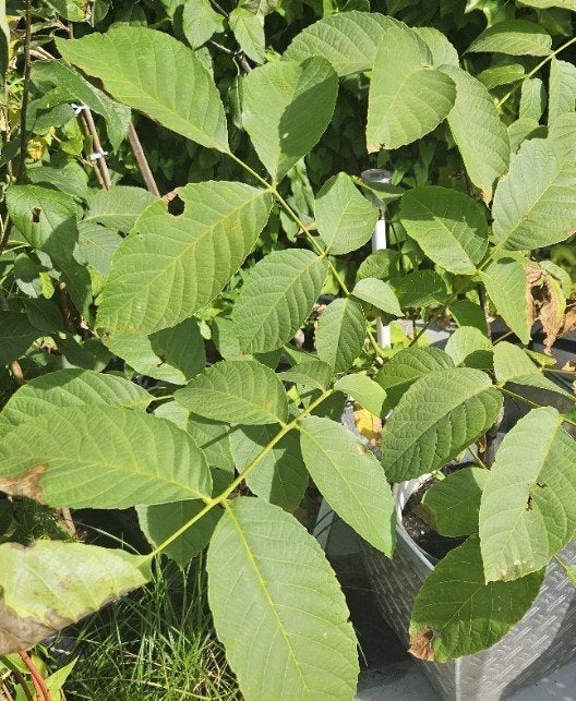 Walnotenboom, Tuin en Terras, Overige soorten, Minder dan 100 cm, Ophalen, Volle zon