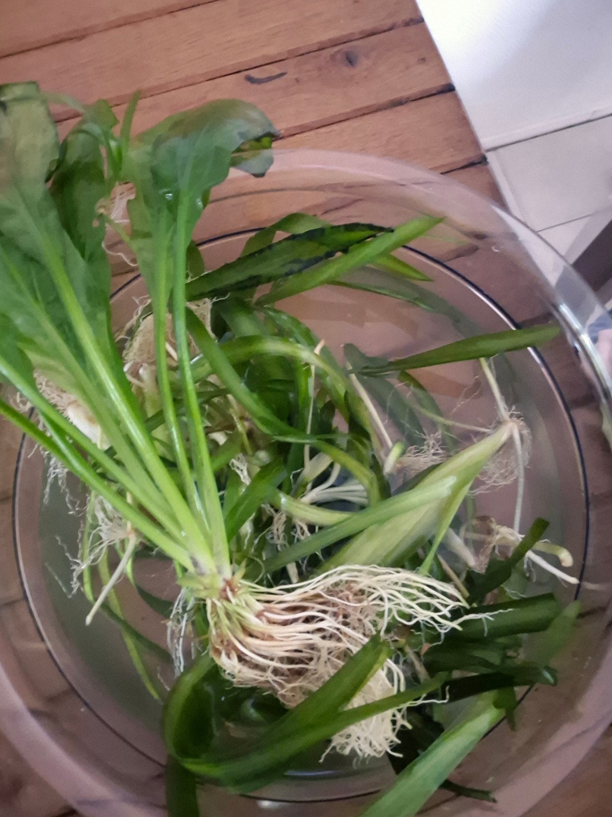 aquarium planten, Ophalen, Plant(en), Steen of Hout
