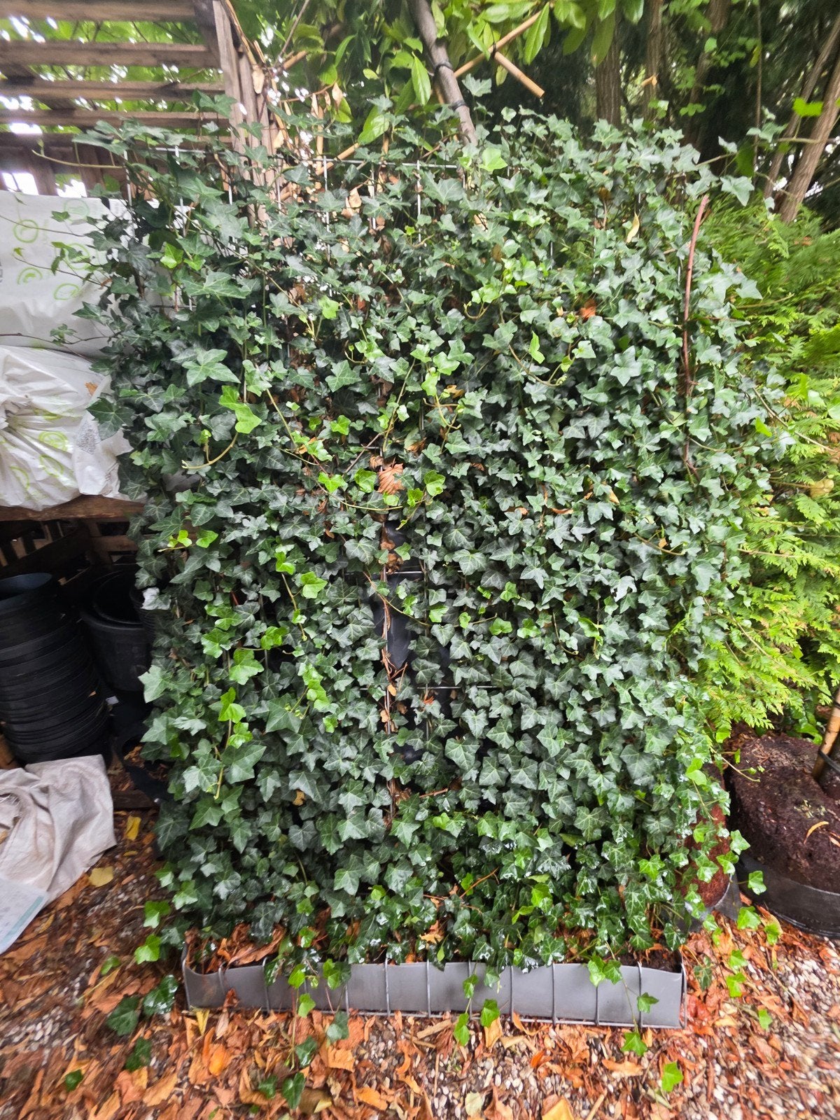 Hedera Rekken Vol Begroeid 120x180 - 9 Stuks, Tuin en Terras, Ophalen of Verzenden