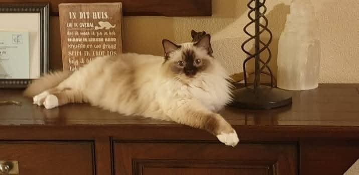 Heilige Birmaan gecastreede kater, Kater, Met stamboom, 6 jaar of ouder