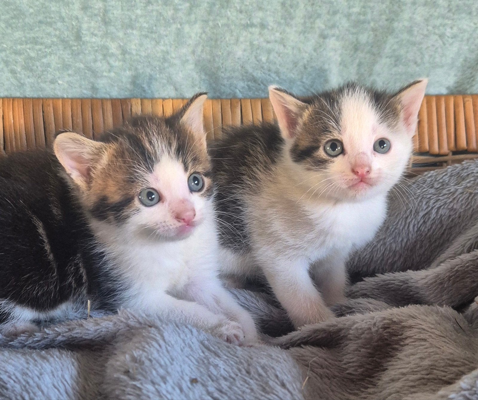 Kittens, Meerdere dieren