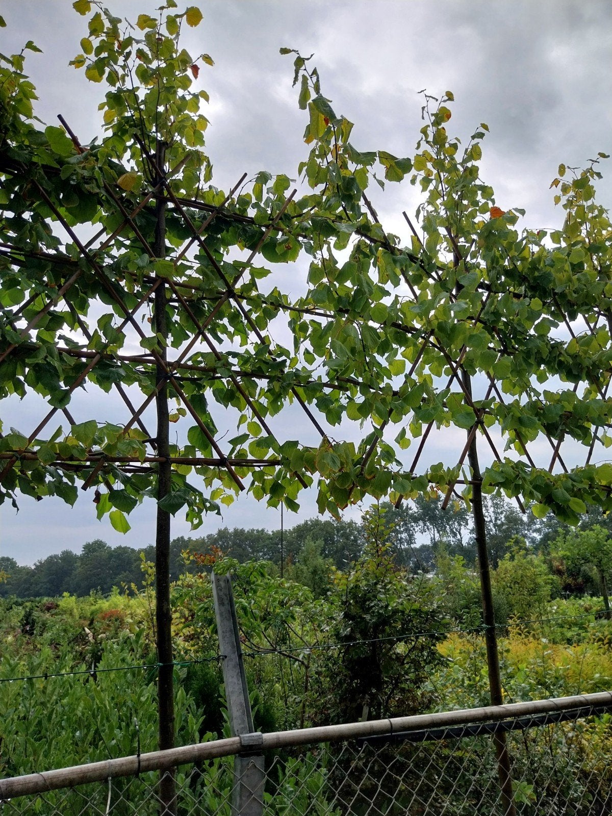 Leilinde (Tilia europaea 'Pallida'), Ophalen, Overige soorten, Struik, 250 cm of meer