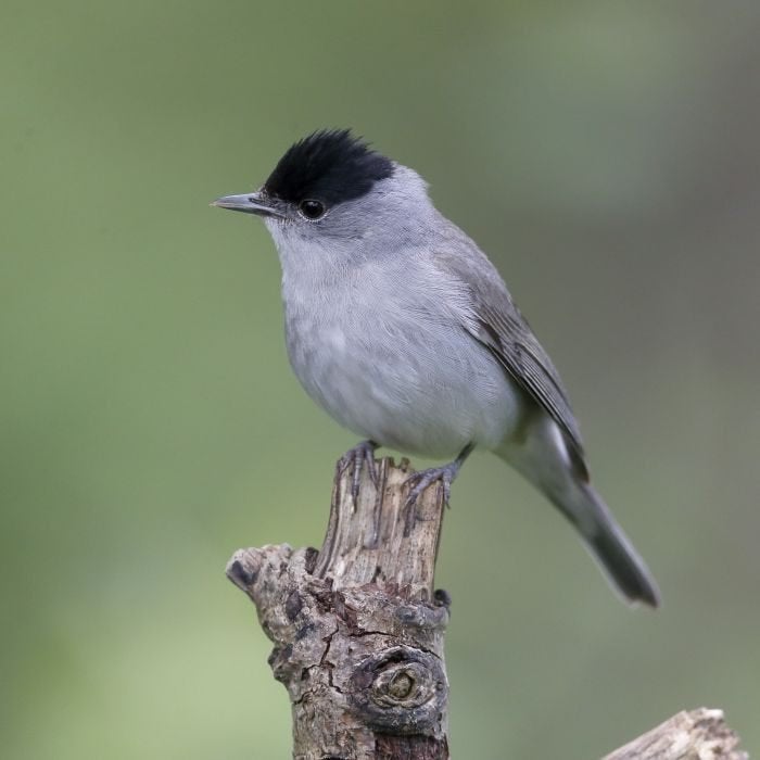 Koppel Zwartkop tuinfluiters beschikbaar, Dieren en Toebehoren, Meerdere dieren, Wildzangvogel, Geringd