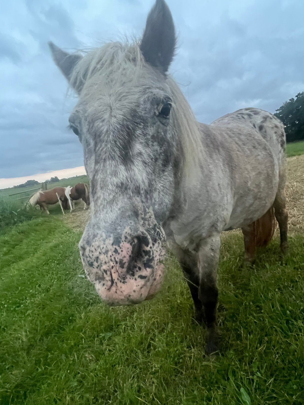 Lief weidemaatje aangeboden!, Dieren en Toebehoren, Paarden, Merrie, Recreatiepaard, Ontwormd