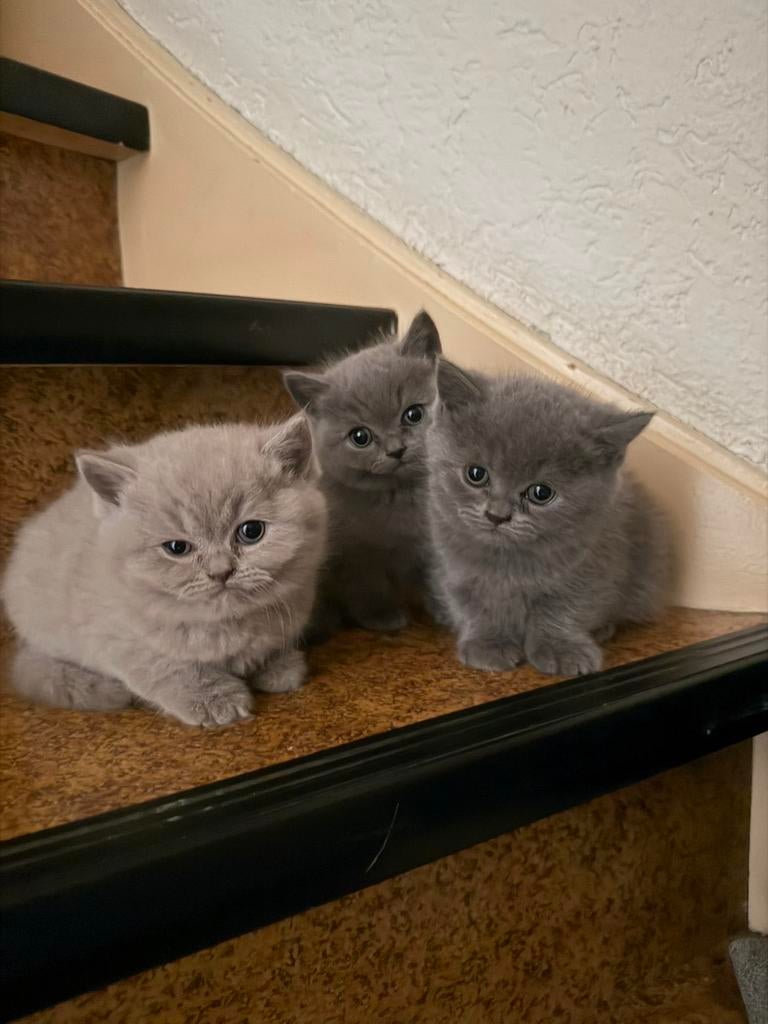 Britse Korthaar kittens, Meerdere dieren, Ontwormd