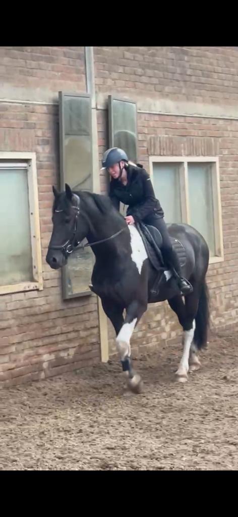 ERVAREN bijrijder gezocht voor 3 jarige ruin, Dieren en Toebehoren, Paarden en Pony's | Verzorgingsproducten, Ophalen