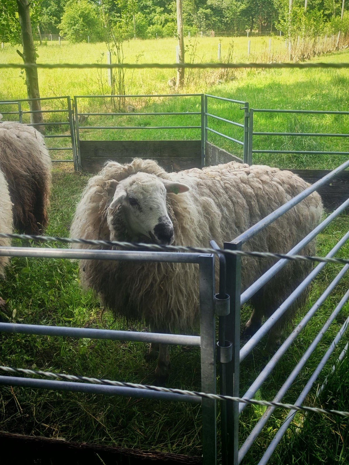 2x Ooi Kruising Walliser Schwarznase x Texelaar 1 jaar, Dieren en Toebehoren, Schapen, Geiten en Varkens, Schaap, Vrouwelijk