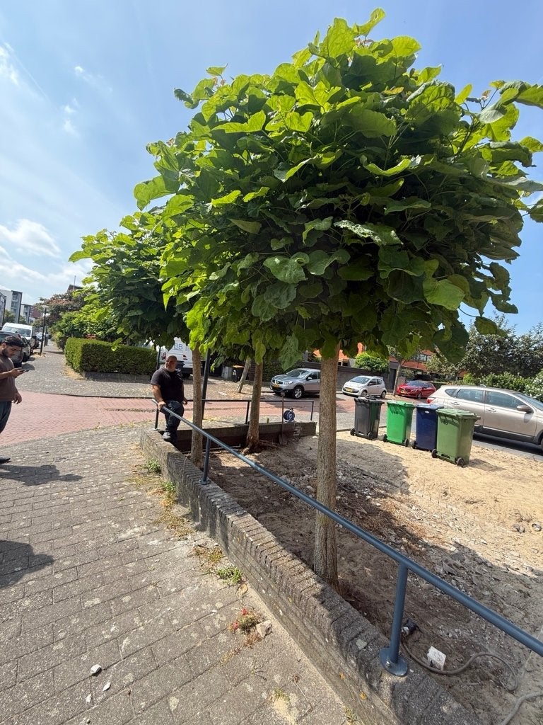 Gratis bomen af te halen – zelf uitgraven en meenemen, Tuin en Terras, Planten | Bomen, Ophalen, Volle zon, Overige soorten