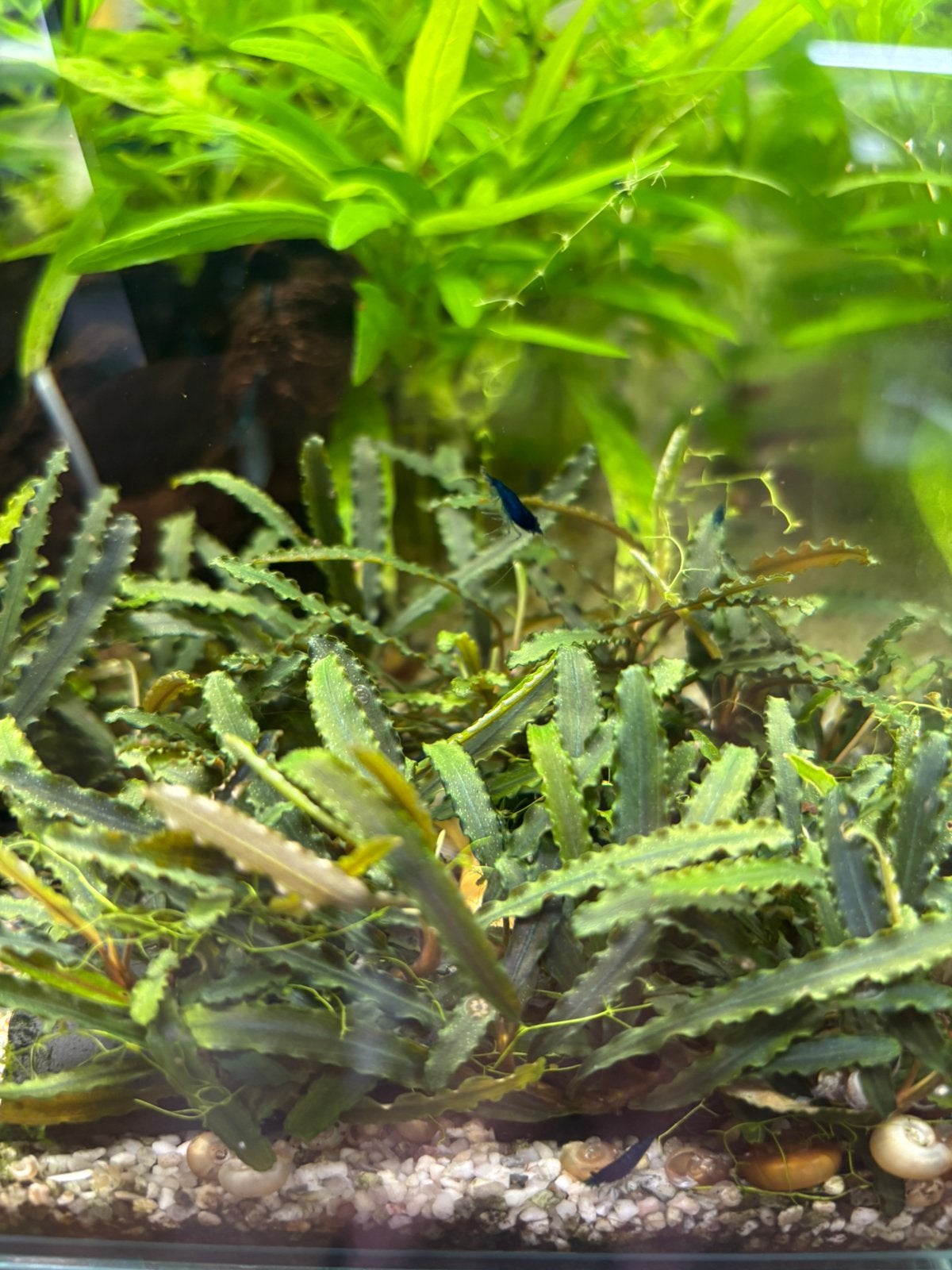 Bucephalandra Browny Red, Ophalen of Verzenden, Nieuw, Plant(en), Steen of Hout
