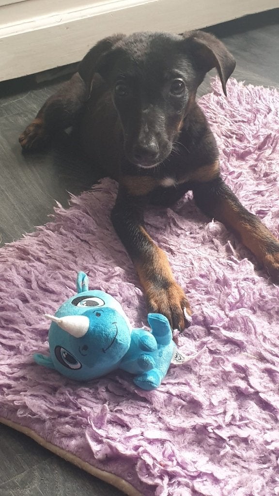 Super lieve enthousiaste pup Xena, Dieren en Toebehoren, Honden | Niet-rashonden, Particulier, 8 tot 15 weken, Buitenland, Teef