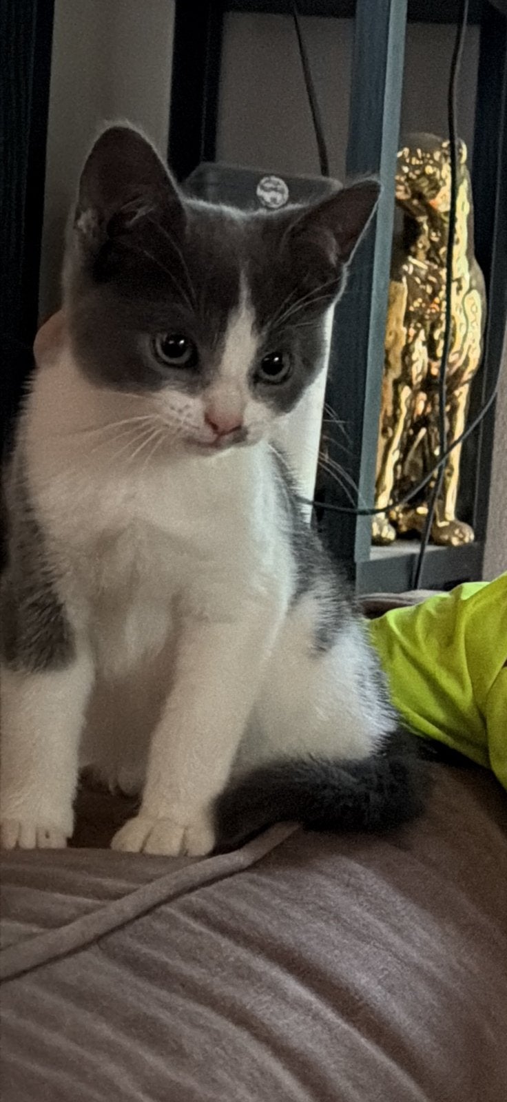 Lieve kittens mogen verhuizen, Dieren en Toebehoren, Katten en Kittens | Overige Katten, Meerdere dieren