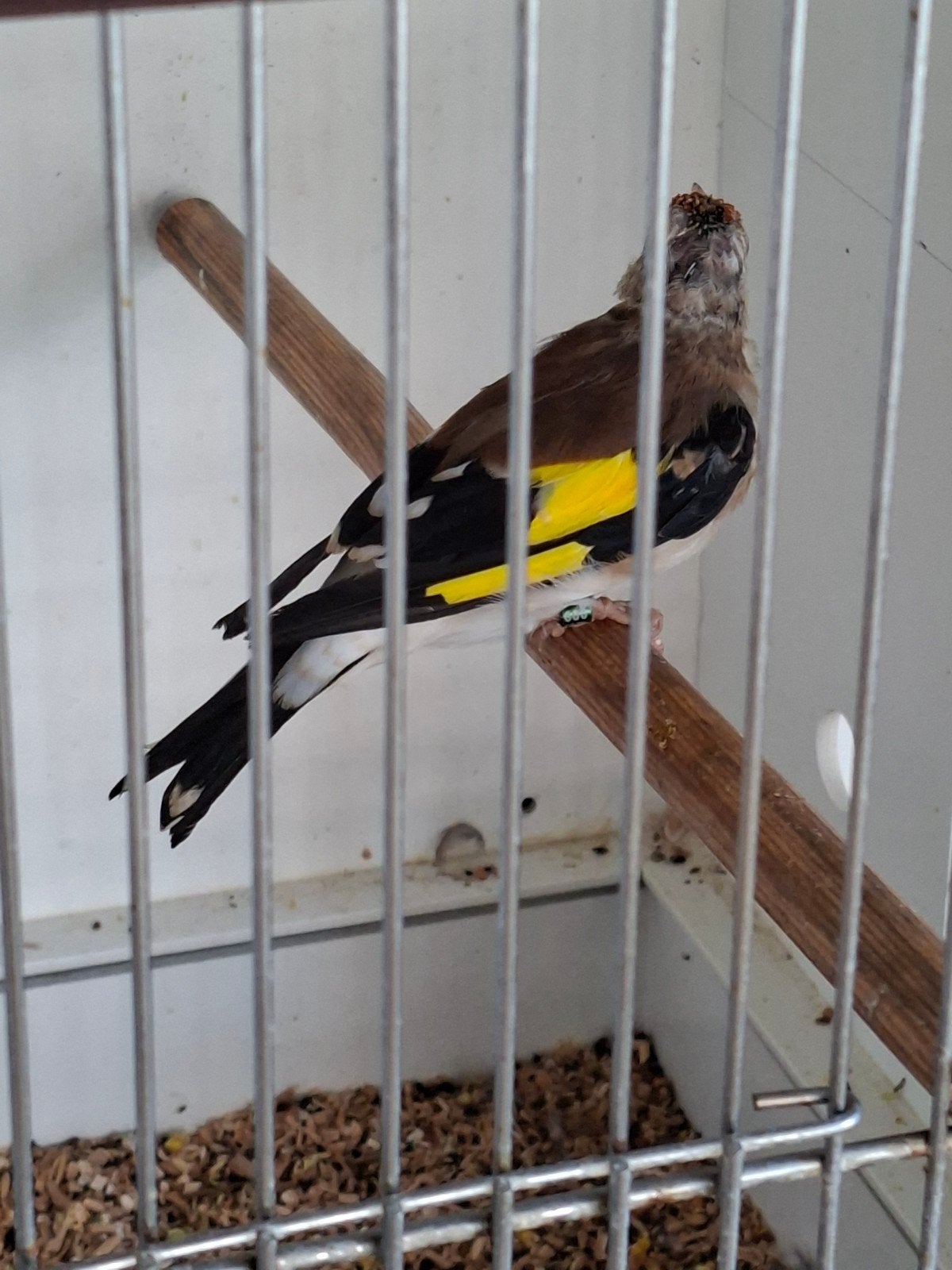putter man., Mannelijk, Wildzangvogel, Geringd