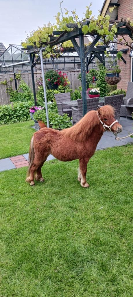 Shetlander,  shetlandpony zeer mak, Dieren en Toebehoren, Pony's, Met stamboom, 0 tot 2 jaar, Hengst, A pony (tot 1.17m)