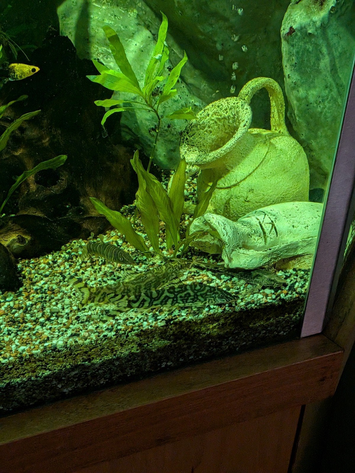 4 botia's, Vis, Zoetwatervis