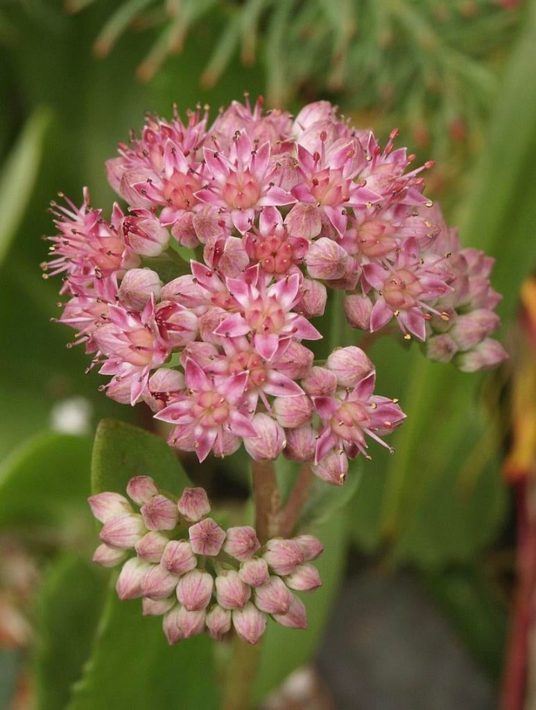 Hemelsleutel - Sedum telephium stekken, Vaste plant, Halfschaduw, Zomer, Ophalen