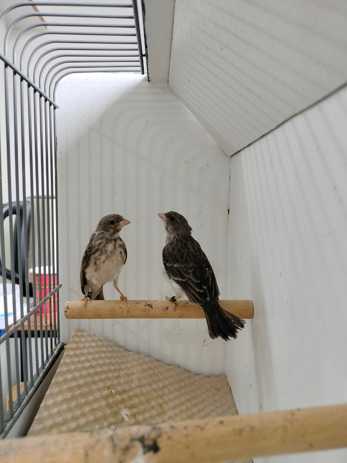 kweek koppel witstuit edelzangers.., Meerdere dieren