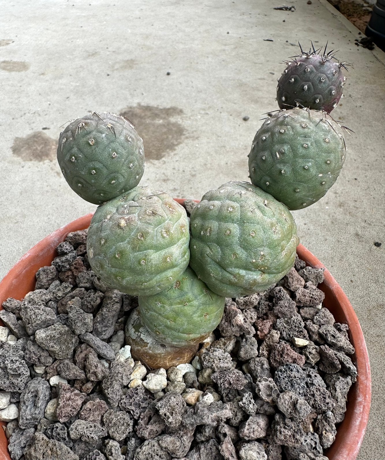 Tephrocactus Geometricus cactus vetplant 7 ballen, Ophalen of Verzenden, Minder dan 100 cm, Bloeiende kamerplant, Volle zon