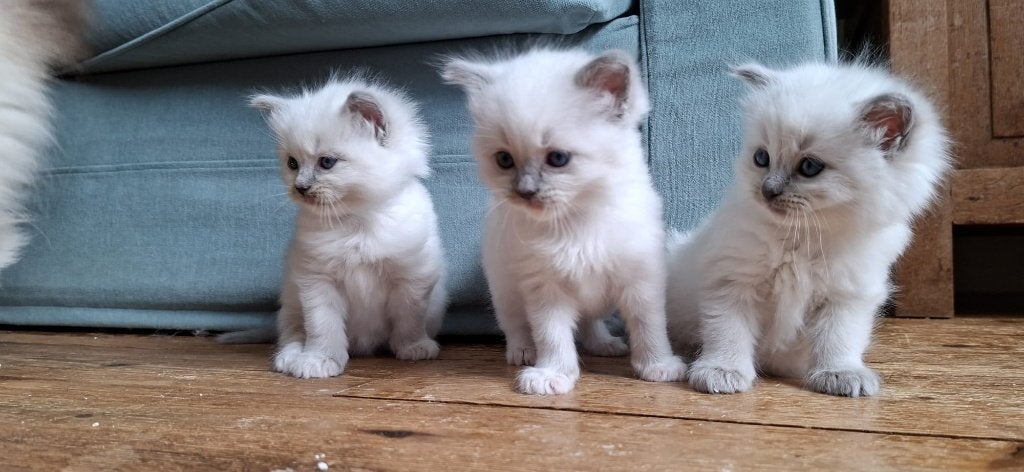 Ragdoll kittens met stamboom, Poes, Met stamboom, 0 tot 2 jaar