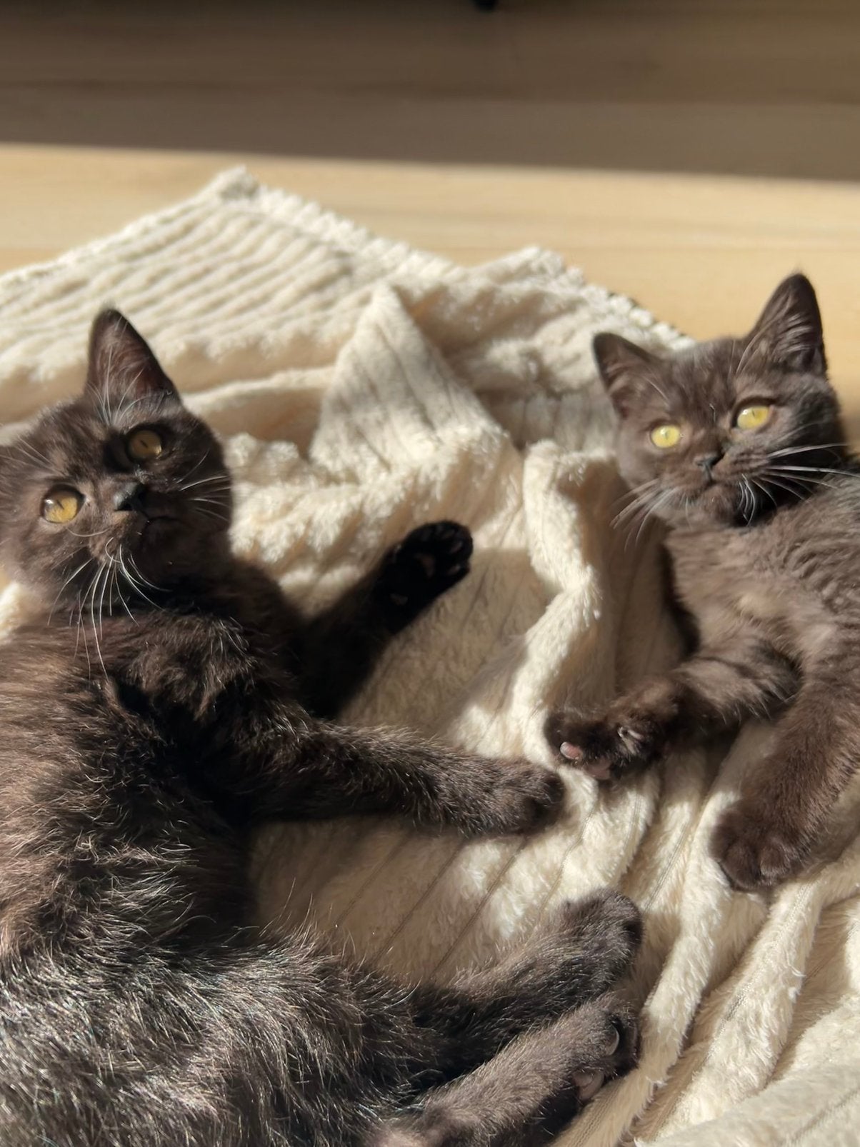 Lieve britsekorthaar kittens🤎 zoeken samen een veilige huis, Kater