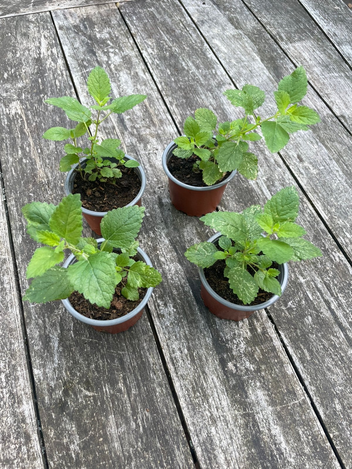 🪴 Biologische Citroenmelisse kruid citroen melisse, Tuin en Terras, Planten | Tuinplanten, Ophalen, Volle zon, Vaste plant, Kruiden