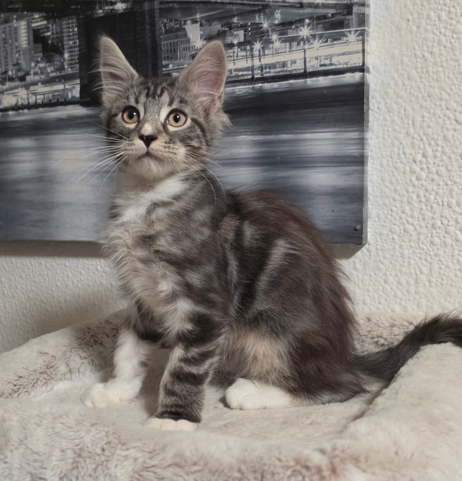 maine coon kitten xxl beschikbaar, Meerdere dieren, Ontwormd, 0 tot 2 jaar
