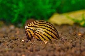Neritina sp. Algeneter Zebra Slak - Koidream Valburg, Vis, Zoetwatervis