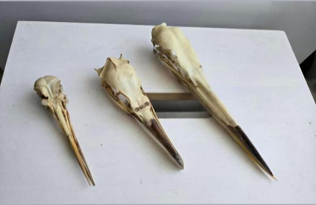 3 schedels watervogel taxidermie-anatomisch-skull bird, Verzamelen, Ophalen of Verzenden, Vogel, Schedel