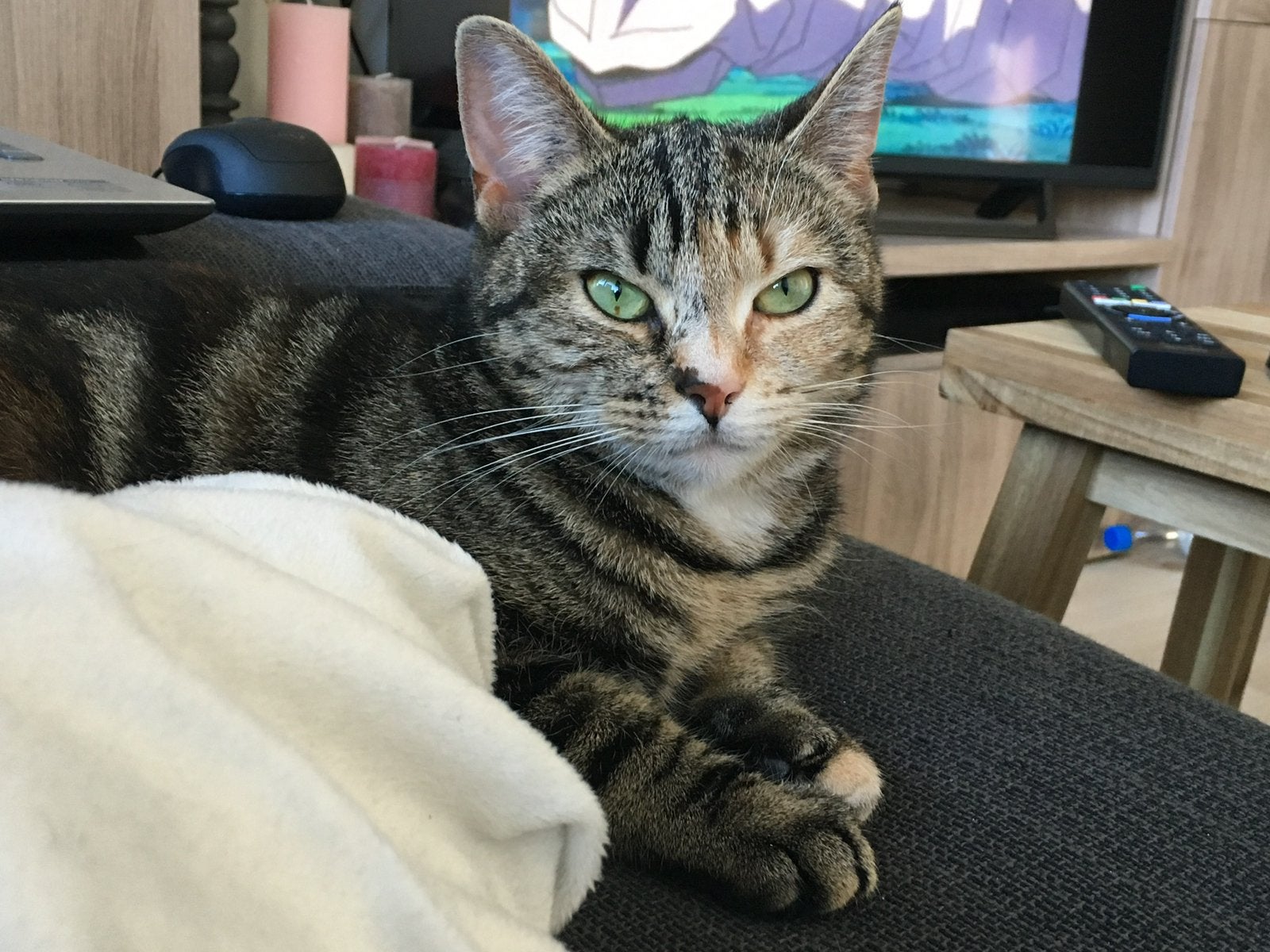 Europese korthaar en Britse korthaar, Dieren en Toebehoren, Katten en Kittens | Raskatten | Korthaar, Poes, Ontwormd, 6 jaar of ouder