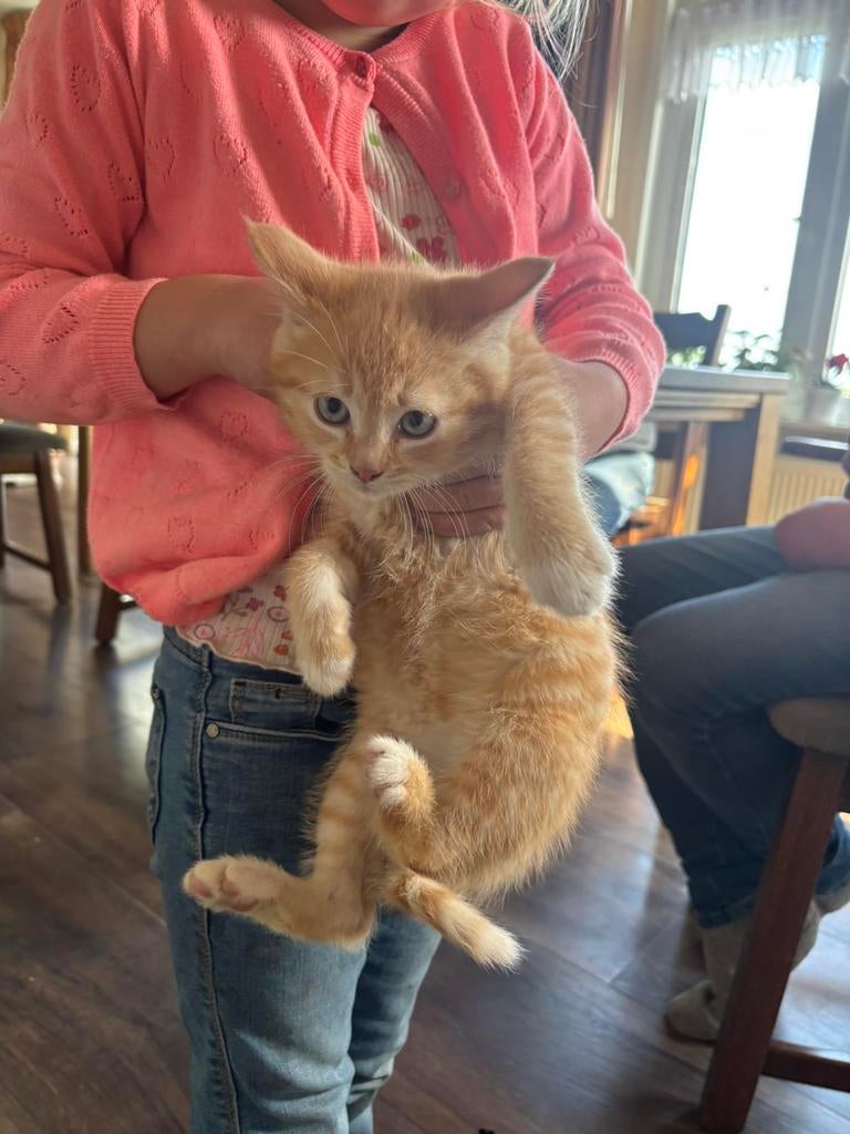 Prachtige kittens, Dieren en Toebehoren, Meerdere dieren