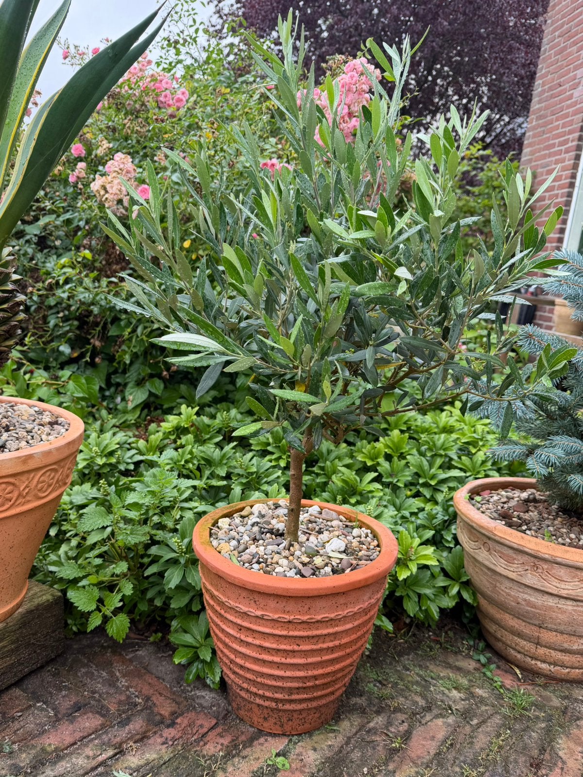Mediterrane planten in terracottapot, Ophalen, Zomer, Volle zon, Overige soorten
