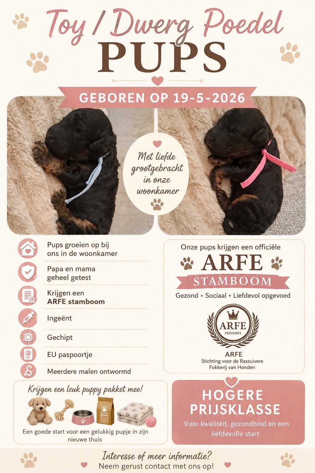 🩷💙 PRACHTIGE - Toy / dwerg poedel pups STAMBOOM 🩷💙, Dieren en Toebehoren, Honden | Chihuahua's en Gezelschapshonden, Meerdere dieren