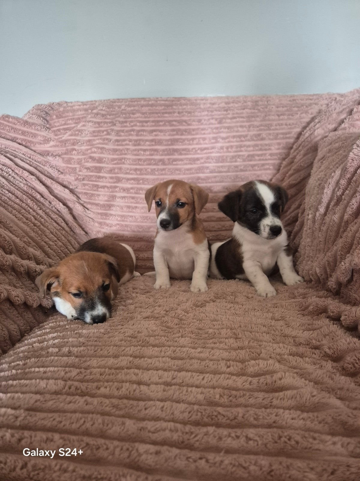 Giga mooie Jack Russel pups in oogverblindende  kleuren 🎨, Jack Russell Terriër, 8 tot 15 weken, Parvo, Meerdere