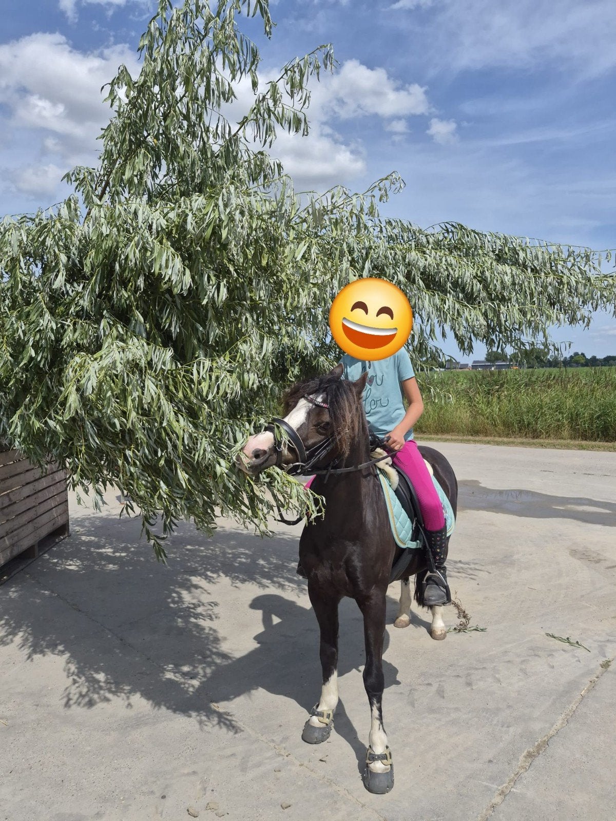 Lieve kinderpony's zoeken passende match, Met stamboom, Ruin, B pony (1.17m tot 1.27m), 11 jaar of ouder