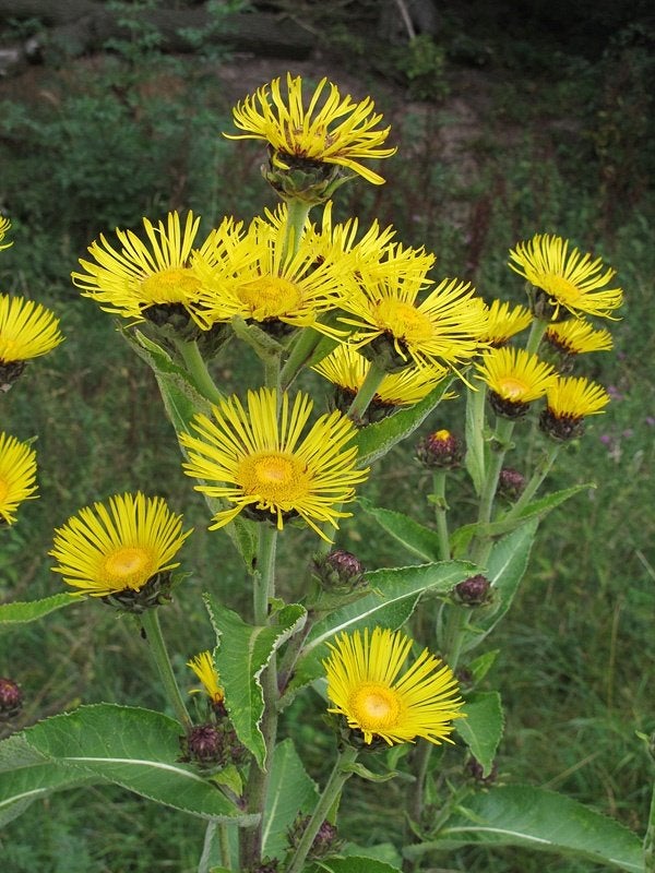 Mooie hoge Griekse Alant planten, Tuin en Terras, Volle zon, Vaste plant, Zomer, Ophalen
