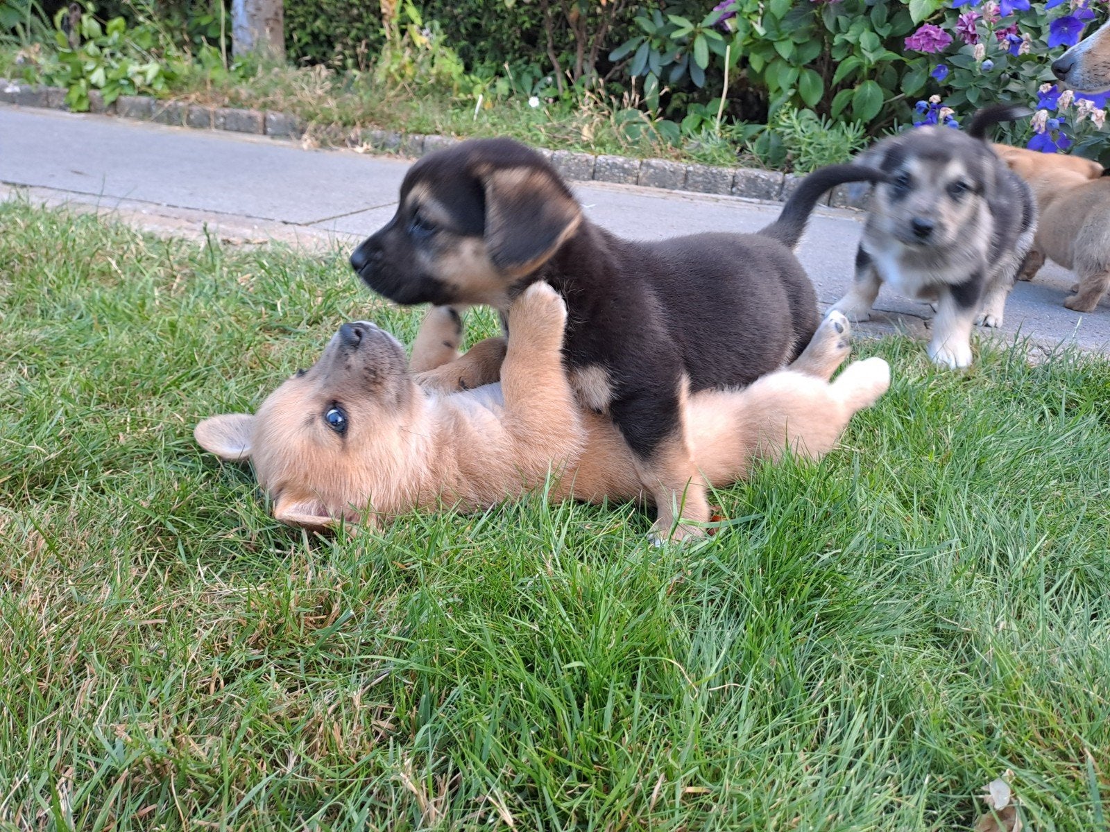Corgi kruising puppy's, Dieren en Toebehoren, Jack Russell Terriër, 8 tot 15 weken, Meerdere, Meerdere dieren