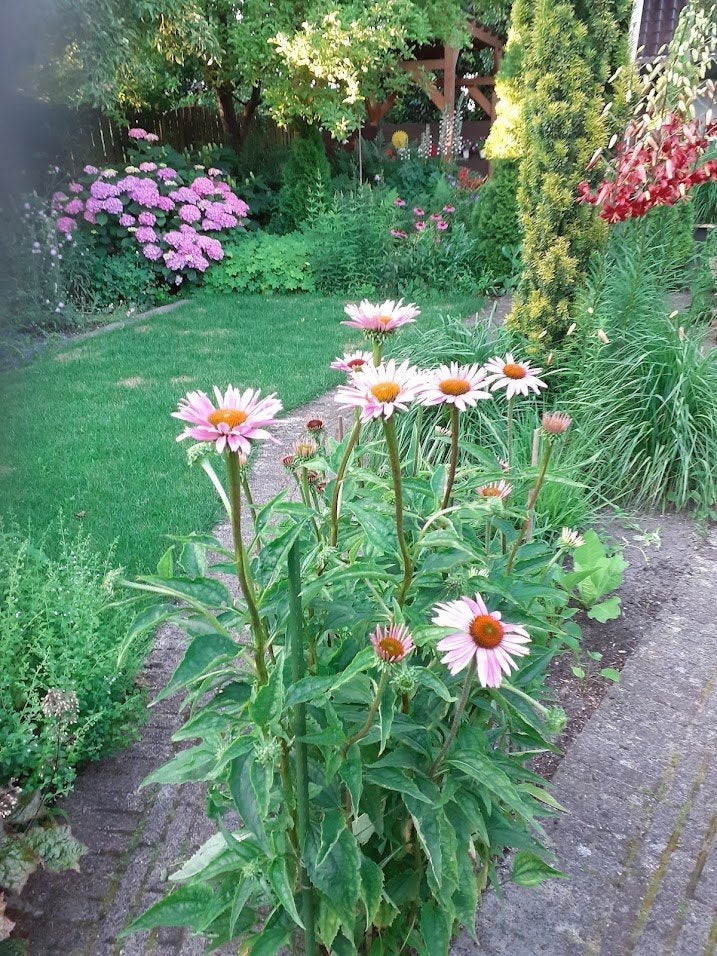 Zonnehoed roze en wit, echinacea, Volle zon, Vaste plant, Zomer, Ophalen