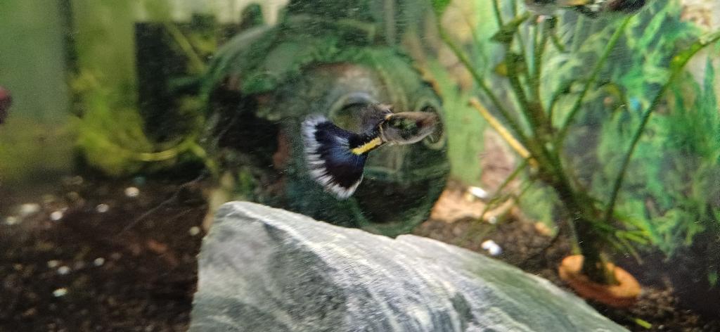 Galaxy blue tail guppen, Vis, Zoetwatervis