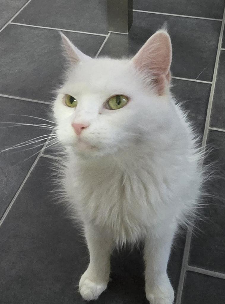 Maine Coon poes zoekt nieuw thuis, Dieren en Toebehoren, Poes