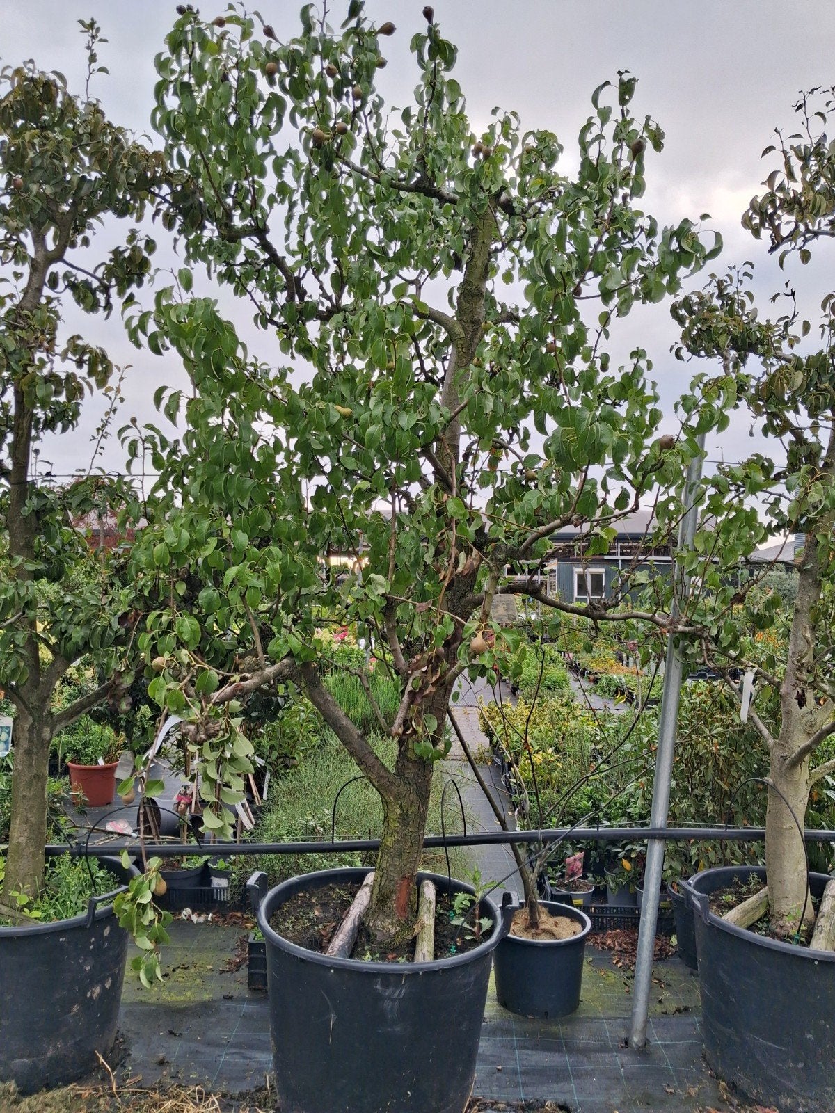 Perenboom 'Conference' in pot - Pyrus communis, Tuin en Terras, Planten | Fruitbomen, Perenboom, 100 tot 250 cm, Volle zon, Lente
