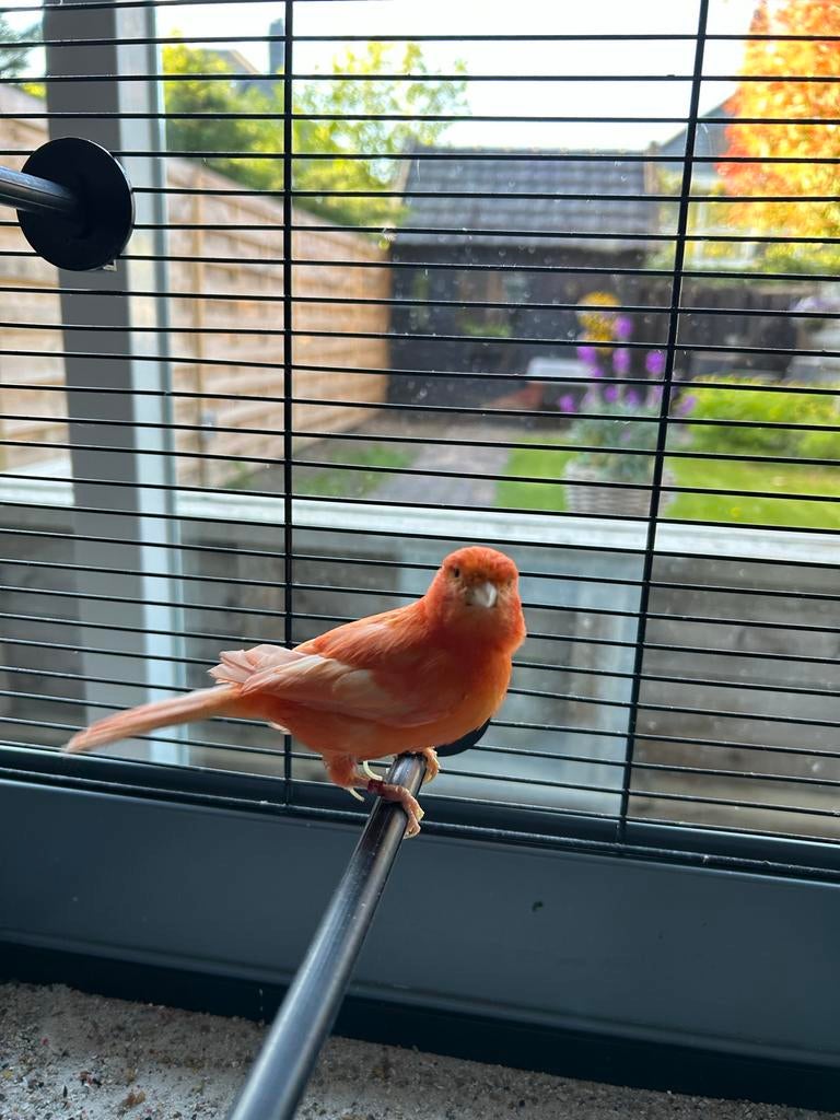 Rode Kanarie incl kooi en toebehoren, Ophalen, Zo goed als nieuw, Metaal, Vogelkooi