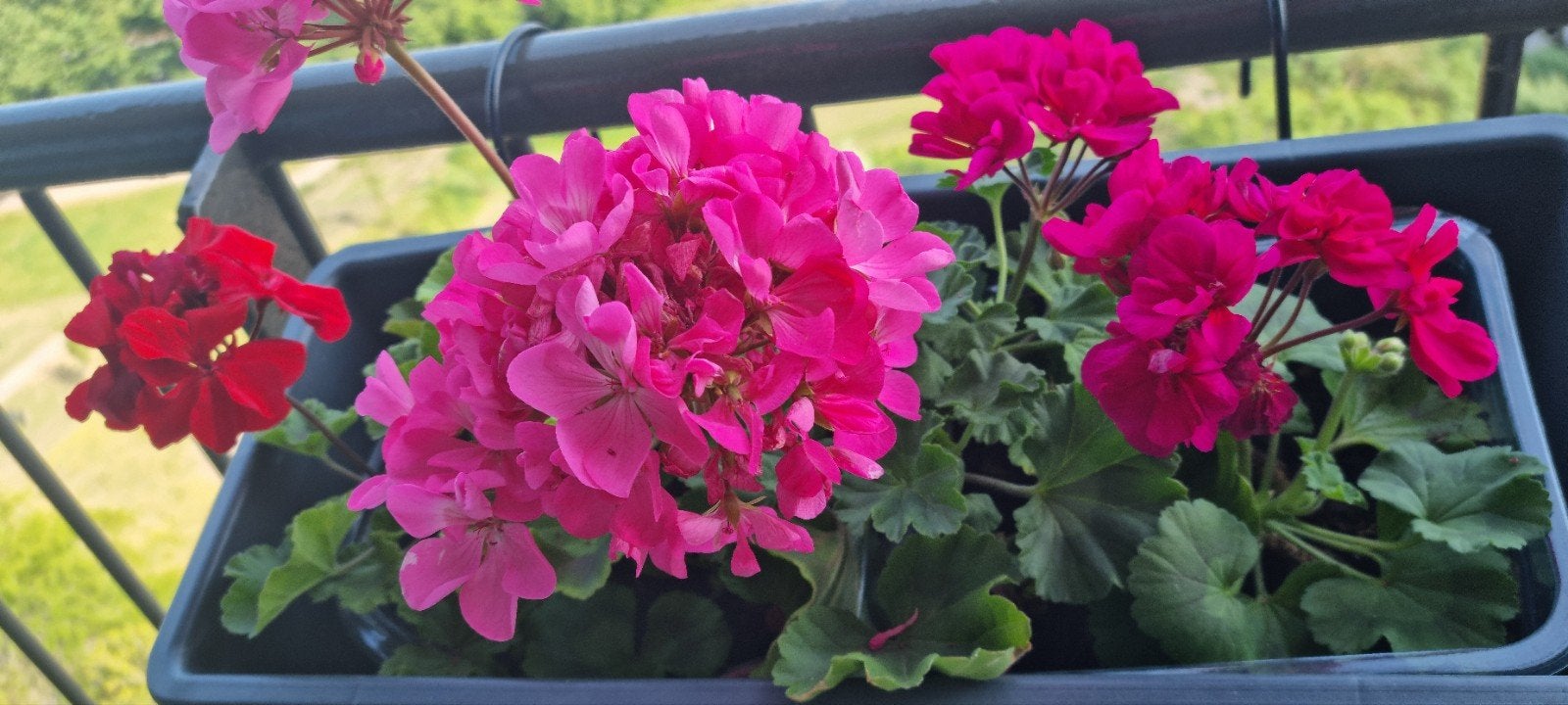 Geranium plant voor balkon of tuin, Overige soorten, Volle zon, Eenjarig, Ophalen of Verzenden
