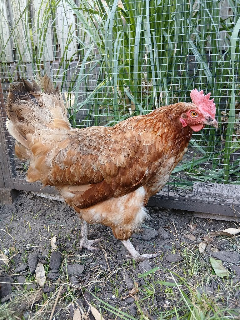 Hen, Dieren en Toebehoren, Pluimvee, Vrouwelijk, Kip