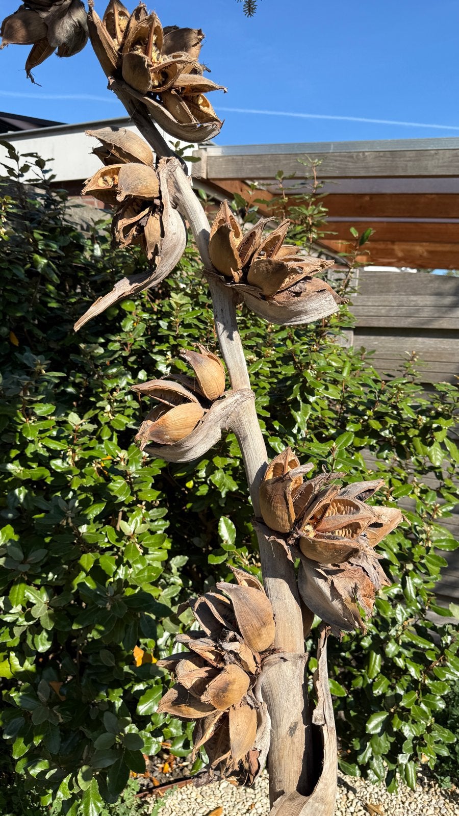 Unieke Yucca Stam Decoratie op Zwarte Voet, Ophalen of Verzenden, Natuurlijk materiaal, Bruin, Landelijk