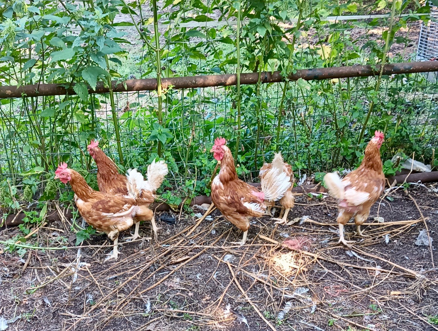 soepkippen/ slachtkippen en hanen, Dieren en Toebehoren, Pluimvee, Meerdere dieren, Kip